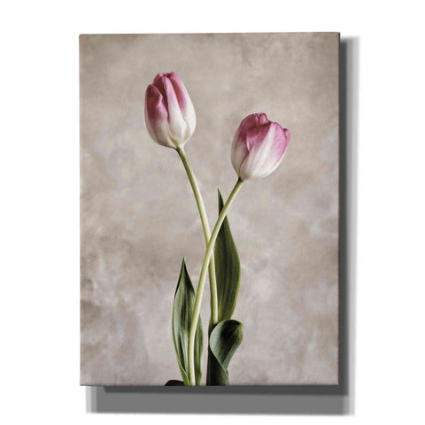 Image of 'Fresh Tulips IV' by Debra Van Swearingen, Canvas Wall Art,12x16x1.1x0,18x26x1.1x0,26x34x1.74x0,40x54x1.74x0