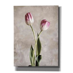 'Fresh Tulips IV' by Debra Van Swearingen, Canvas Wall Art,12x16x1.1x0,18x26x1.1x0,26x34x1.74x0,40x54x1.74x0