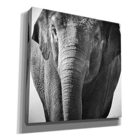 Image of 'Elephant I' by Debra Van Swearingen, Canvas Wall Art,12x12x1.1x0,18x18x1.1x0,26x26x1.74x0,37x37x1.74x0