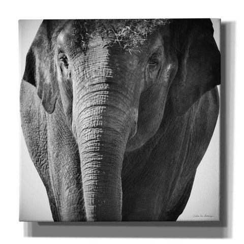 Image of 'Elephant I' by Debra Van Swearingen, Canvas Wall Art,12x12x1.1x0,18x18x1.1x0,26x26x1.74x0,37x37x1.74x0