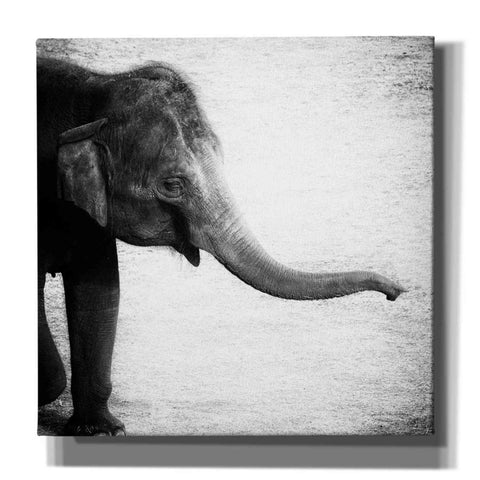 Image of 'Elephant II' by Debra Van Swearingen, Canvas Wall Art,12x12x1.1x0,18x18x1.1x0,26x26x1.74x0,37x37x1.74x0