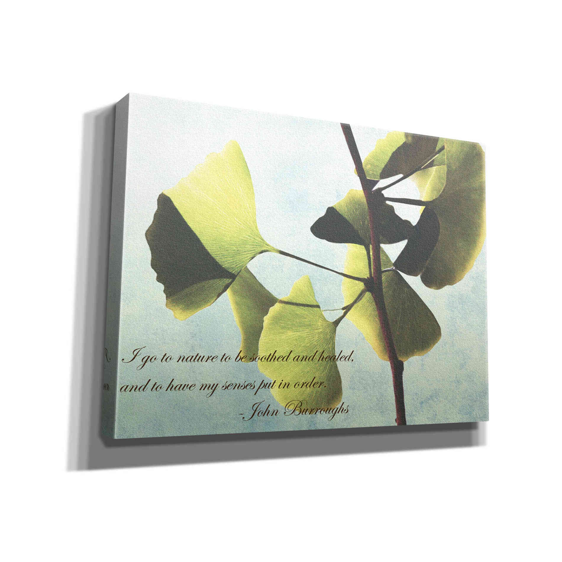 'Delicate Ginkgo' by Debra Van Swearingen, Canvas Wall Art,16x12x1.1x0,26x18x1.1x0,34x26x1.74x0,54x40x1.74x0