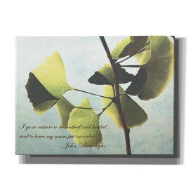 'Delicate Ginkgo' by Debra Van Swearingen, Canvas Wall Art,16x12x1.1x0,26x18x1.1x0,34x26x1.74x0,54x40x1.74x0