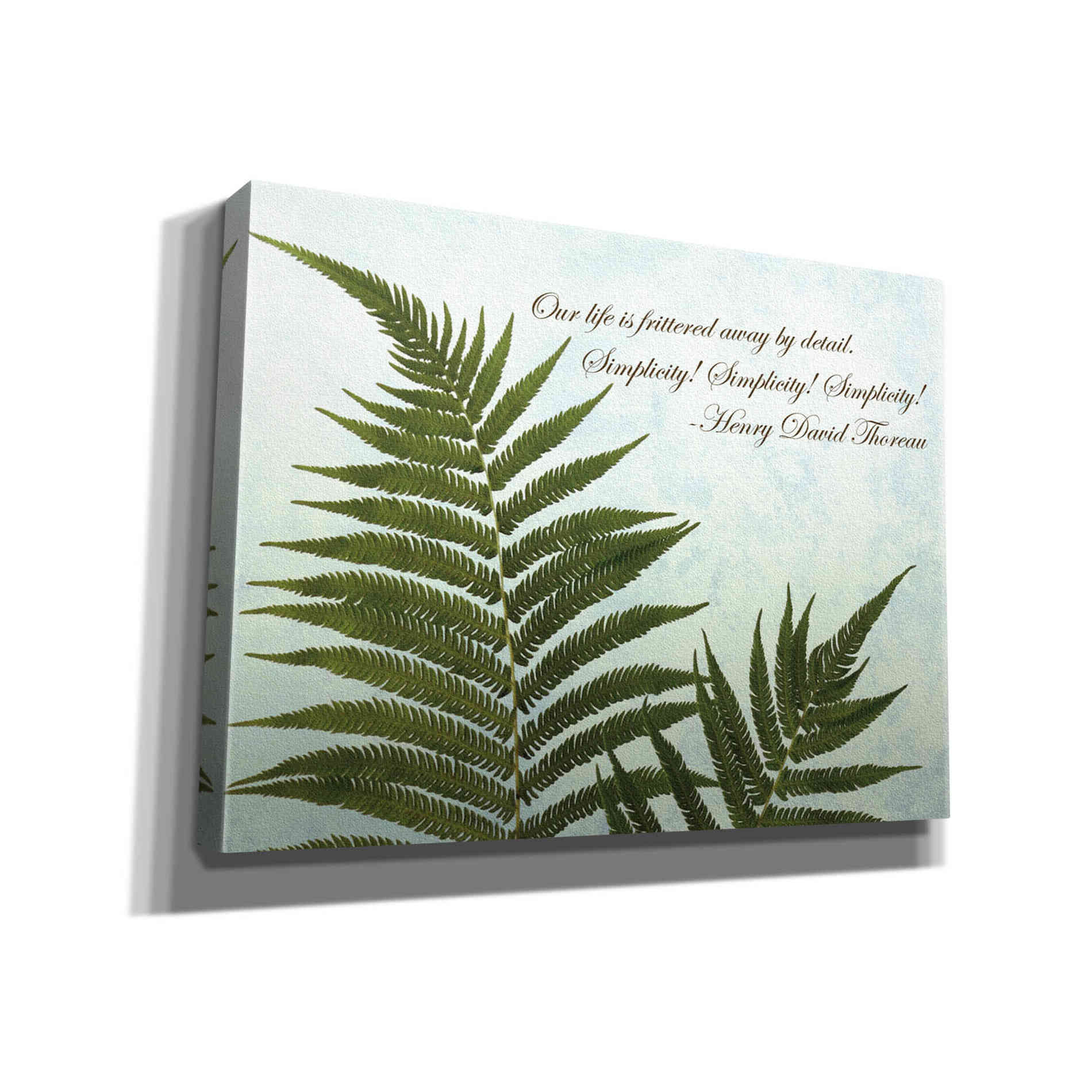 'Delicate Fern' by Debra Van Swearingen, Canvas Wall Art,16x12x1.1x0,24x20x1.1x0,30x26x1.74x0,54x40x1.74x0