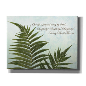 'Delicate Fern' by Debra Van Swearingen, Canvas Wall Art,16x12x1.1x0,24x20x1.1x0,30x26x1.74x0,54x40x1.74x0