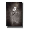 'Two Tone Tulips I' by Debra Van Swearingen, Canvas Wall Art,12x18x1.1x0,18x26x1.1x0,26x40x1.74x0,40x60x1.74x0