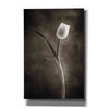 'Two Tone Tulips II' by Debra Van Swearingen, Canvas Wall Art,12x18x1.1x0,18x26x1.1x0,26x40x1.74x0,40x60x1.74x0