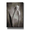 'Two Tone Tulips III' by Debra Van Swearingen, Canvas Wall Art,12x18x1.1x0,18x26x1.1x0,26x40x1.74x0,40x60x1.74x0