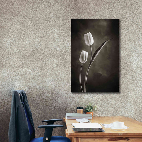 Image of 'Two Tone Tulips IV' by Debra Van Swearingen, Canvas Wall Art,26 x 40