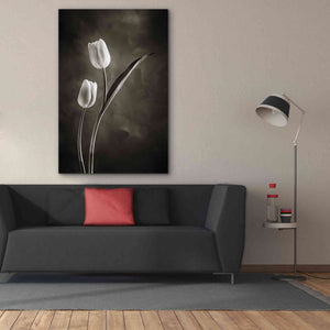 'Two Tone Tulips IV' by Debra Van Swearingen, Canvas Wall Art,40 x 60