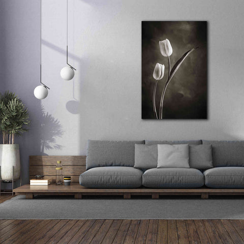 Image of 'Two Tone Tulips IV' by Debra Van Swearingen, Canvas Wall Art,40 x 60
