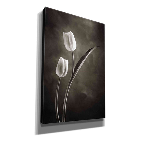 Image of 'Two Tone Tulips IV' by Debra Van Swearingen, Canvas Wall Art,12x18x1.1x0,18x26x1.1x0,26x40x1.74x0,40x60x1.74x0