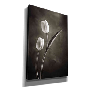 'Two Tone Tulips IV' by Debra Van Swearingen, Canvas Wall Art,12x18x1.1x0,18x26x1.1x0,26x40x1.74x0,40x60x1.74x0
