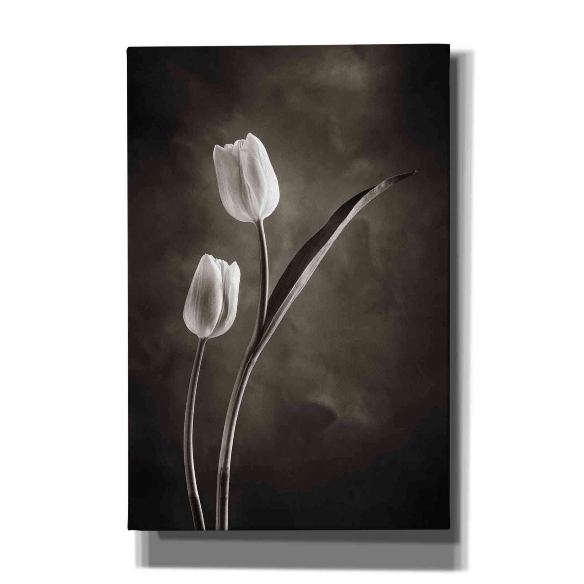 'Two Tone Tulips IV' by Debra Van Swearingen, Canvas Wall Art,12x18x1.1x0,18x26x1.1x0,26x40x1.74x0,40x60x1.74x0