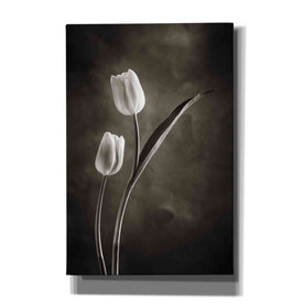 'Two Tone Tulips IV' by Debra Van Swearingen, Canvas Wall Art,12x18x1.1x0,18x26x1.1x0,26x40x1.74x0,40x60x1.74x0