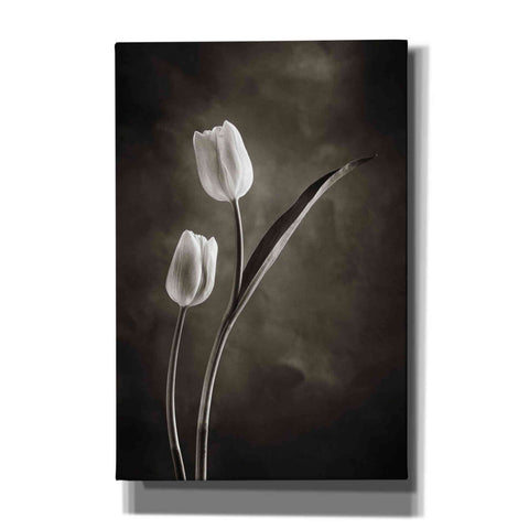 Image of 'Two Tone Tulips IV' by Debra Van Swearingen, Canvas Wall Art,12x18x1.1x0,18x26x1.1x0,26x40x1.74x0,40x60x1.74x0
