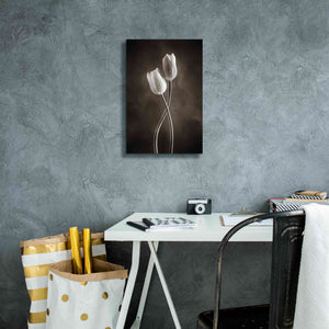 'Two Tone Tulips V' by Debra Van Swearingen, Canvas Wall Art,12 x 18