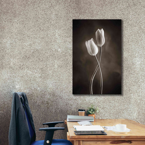 Image of 'Two Tone Tulips V' by Debra Van Swearingen, Canvas Wall Art,26 x 40
