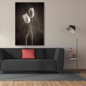 'Two Tone Tulips V' by Debra Van Swearingen, Canvas Wall Art,40 x 60