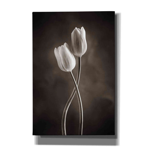 Image of 'Two Tone Tulips V' by Debra Van Swearingen, Canvas Wall Art,12x18x1.1x0,18x26x1.1x0,26x40x1.74x0,40x60x1.74x0