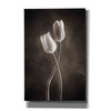 'Two Tone Tulips V' by Debra Van Swearingen, Canvas Wall Art,12x18x1.1x0,18x26x1.1x0,26x40x1.74x0,40x60x1.74x0