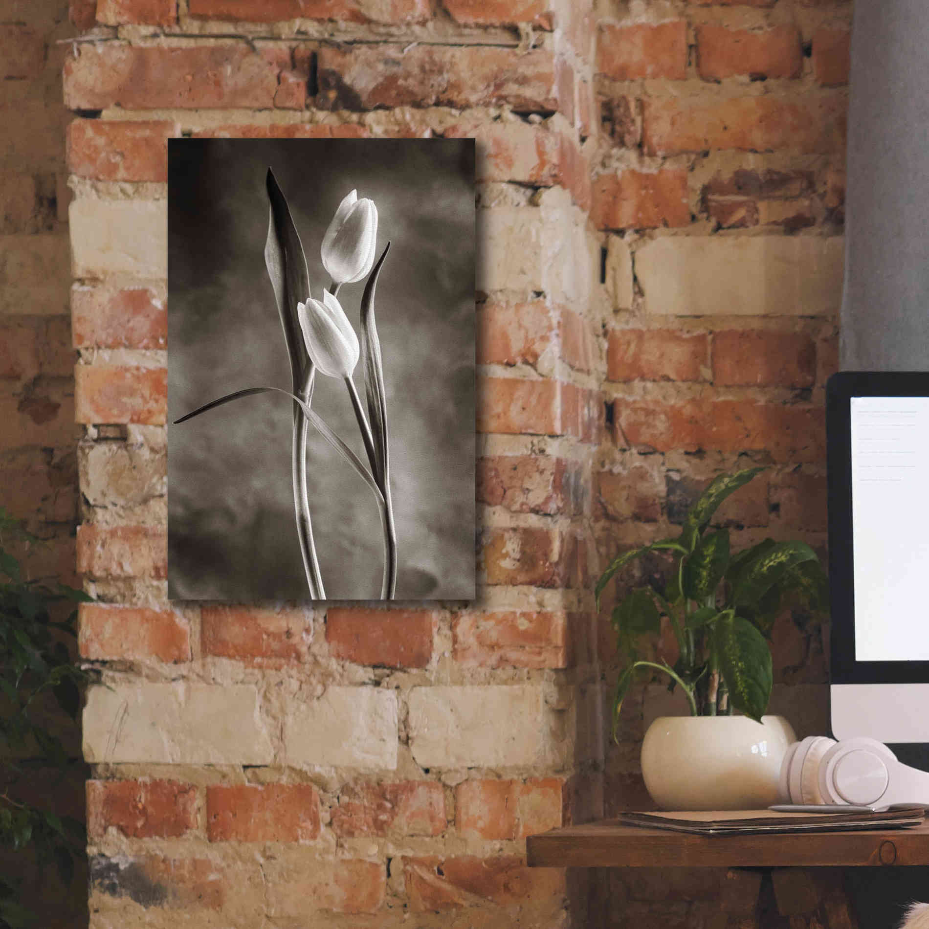 'Two Tone Tulips VI' by Debra Van Swearingen, Canvas Wall Art,12 x 18