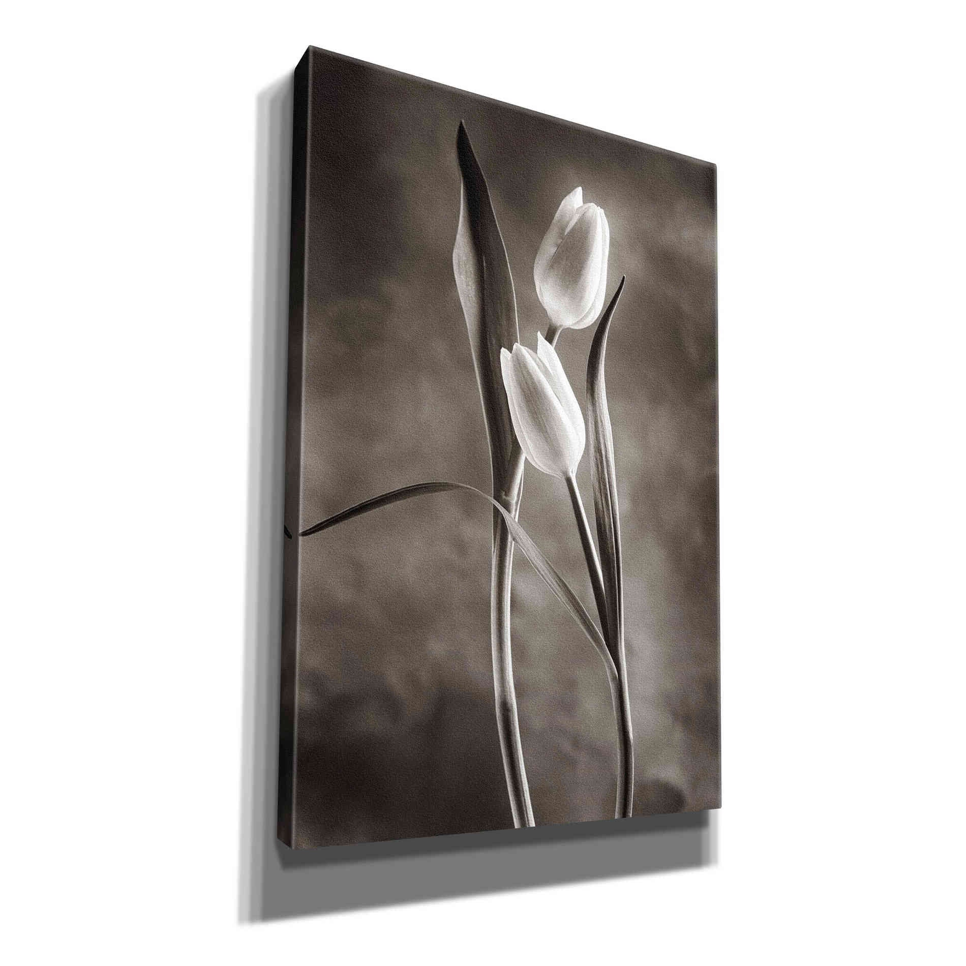 'Two Tone Tulips VI' by Debra Van Swearingen, Canvas Wall Art,12x18x1.1x0,18x26x1.1x0,26x40x1.74x0,40x60x1.74x0