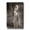 'Two Tone Tulips VI' by Debra Van Swearingen, Canvas Wall Art,12x18x1.1x0,18x26x1.1x0,26x40x1.74x0,40x60x1.74x0