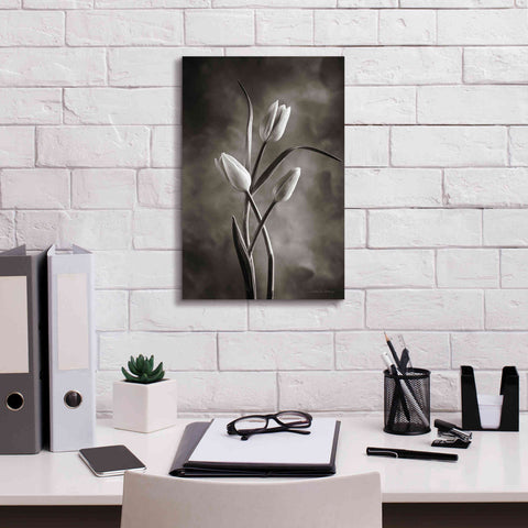 Image of 'Two Tone Tulips VII' by Debra Van Swearingen, Canvas Wall Art,12 x 18