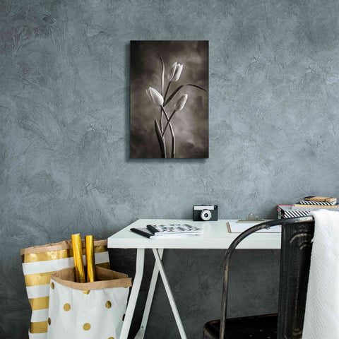 Image of 'Two Tone Tulips VII' by Debra Van Swearingen, Canvas Wall Art,12 x 18