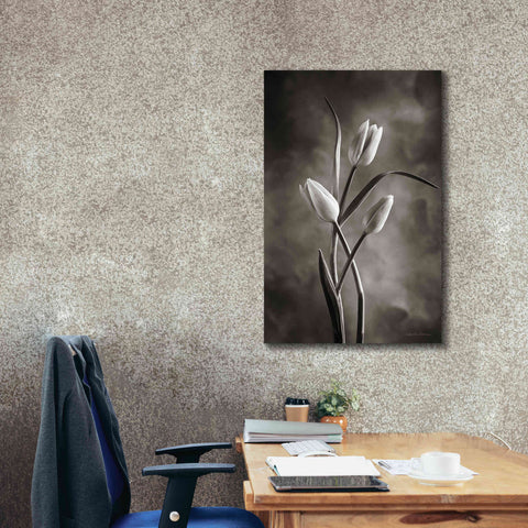 Image of 'Two Tone Tulips VII' by Debra Van Swearingen, Canvas Wall Art,26 x 40