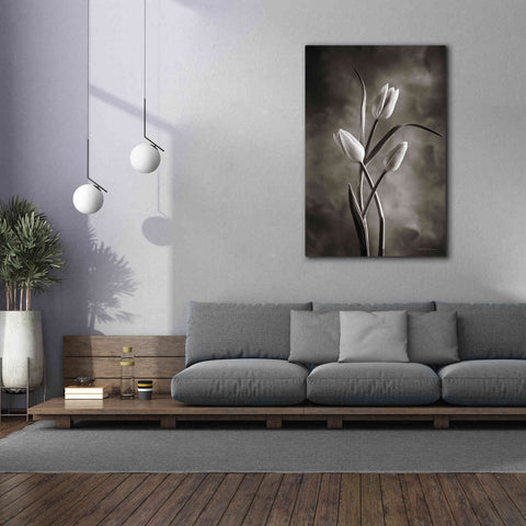Image of 'Two Tone Tulips VII' by Debra Van Swearingen, Canvas Wall Art,40 x 60