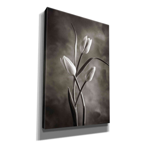 Image of 'Two Tone Tulips VII' by Debra Van Swearingen, Canvas Wall Art,12x18x1.1x0,18x26x1.1x0,26x40x1.74x0,40x60x1.74x0