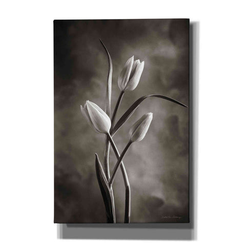 Image of 'Two Tone Tulips VII' by Debra Van Swearingen, Canvas Wall Art,12x18x1.1x0,18x26x1.1x0,26x40x1.74x0,40x60x1.74x0