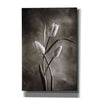 'Two Tone Tulips VII' by Debra Van Swearingen, Canvas Wall Art,12x18x1.1x0,18x26x1.1x0,26x40x1.74x0,40x60x1.74x0
