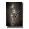 'Two Tone Tulips VIII' by Debra Van Swearingen, Canvas Wall Art,12x18x1.1x0,18x26x1.1x0,26x40x1.74x0,40x60x1.74x0
