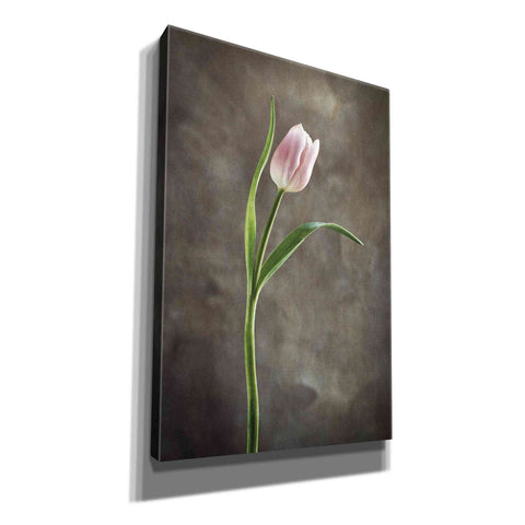 Image of 'Spring Tulips I' by Debra Van Swearingen, Canvas Wall Art,12x18x1.1x0,18x26x1.1x0,26x40x1.74x0,40x60x1.74x0