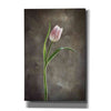 'Spring Tulips I' by Debra Van Swearingen, Canvas Wall Art,12x18x1.1x0,18x26x1.1x0,26x40x1.74x0,40x60x1.74x0