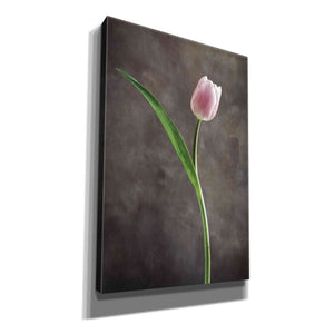 'Spring Tulips II' by Debra Van Swearingen, Canvas Wall Art,12x18x1.1x0,18x26x1.1x0,26x40x1.74x0,40x60x1.74x0