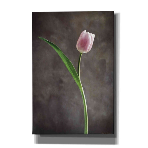 Image of 'Spring Tulips II' by Debra Van Swearingen, Canvas Wall Art,12x18x1.1x0,18x26x1.1x0,26x40x1.74x0,40x60x1.74x0