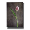 'Spring Tulips II' by Debra Van Swearingen, Canvas Wall Art,12x18x1.1x0,18x26x1.1x0,26x40x1.74x0,40x60x1.74x0