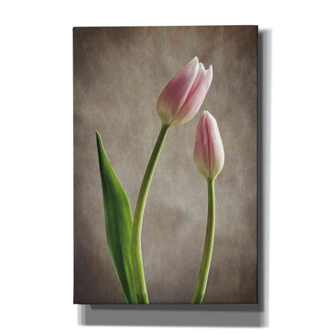Image of 'Spring Tulips III' by Debra Van Swearingen, Canvas Wall Art,12x18x1.1x0,18x26x1.1x0,26x40x1.74x0,40x60x1.74x0