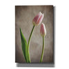 'Spring Tulips III' by Debra Van Swearingen, Canvas Wall Art,12x18x1.1x0,18x26x1.1x0,26x40x1.74x0,40x60x1.74x0