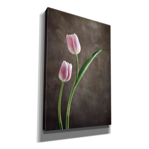 'Spring Tulips IV' by Debra Van Swearingen, Canvas Wall Art,12x18x1.1x0,18x26x1.1x0,26x40x1.74x0,40x60x1.74x0