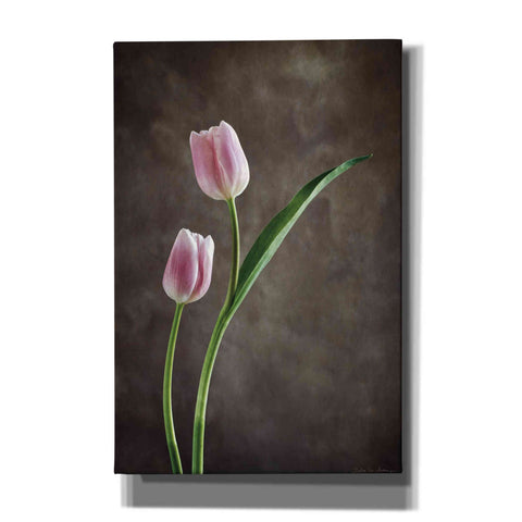 Image of 'Spring Tulips IV' by Debra Van Swearingen, Canvas Wall Art,12x18x1.1x0,18x26x1.1x0,26x40x1.74x0,40x60x1.74x0