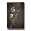 'Spring Tulips IV' by Debra Van Swearingen, Canvas Wall Art,12x18x1.1x0,18x26x1.1x0,26x40x1.74x0,40x60x1.74x0