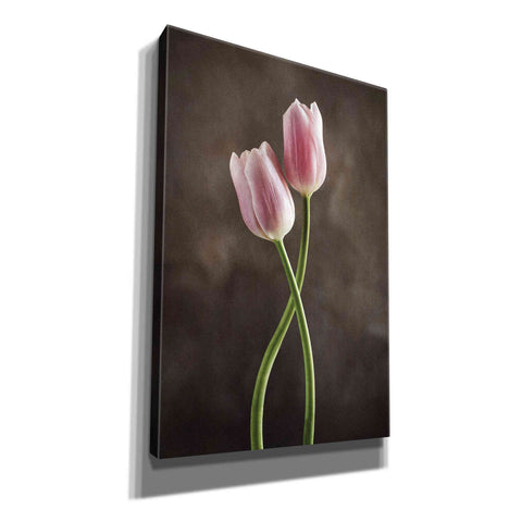 Image of 'Spring Tulips V' by Debra Van Swearingen, Canvas Wall Art,12x18x1.1x0,18x26x1.1x0,26x40x1.74x0,40x60x1.74x0