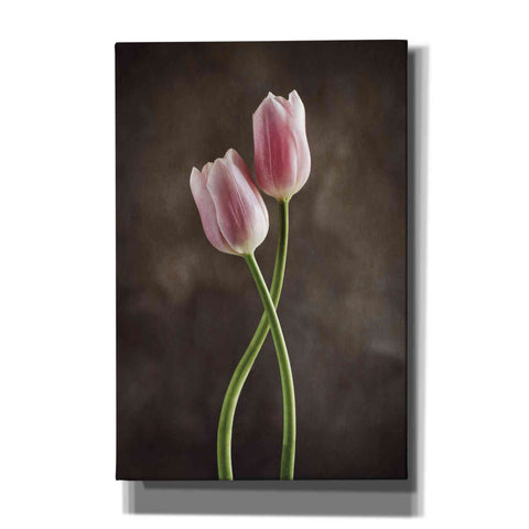 Image of 'Spring Tulips V' by Debra Van Swearingen, Canvas Wall Art,12x18x1.1x0,18x26x1.1x0,26x40x1.74x0,40x60x1.74x0