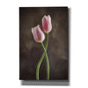 'Spring Tulips V' by Debra Van Swearingen, Canvas Wall Art,12x18x1.1x0,18x26x1.1x0,26x40x1.74x0,40x60x1.74x0