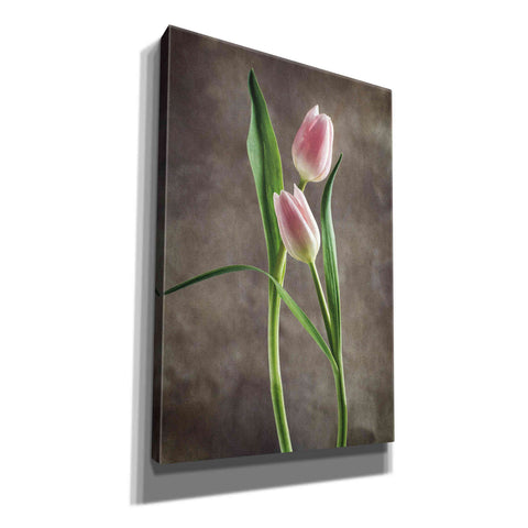 Image of 'Spring Tulips VI' by Debra Van Swearingen, Canvas Wall Art,12x18x1.1x0,18x26x1.1x0,26x40x1.74x0,40x60x1.74x0